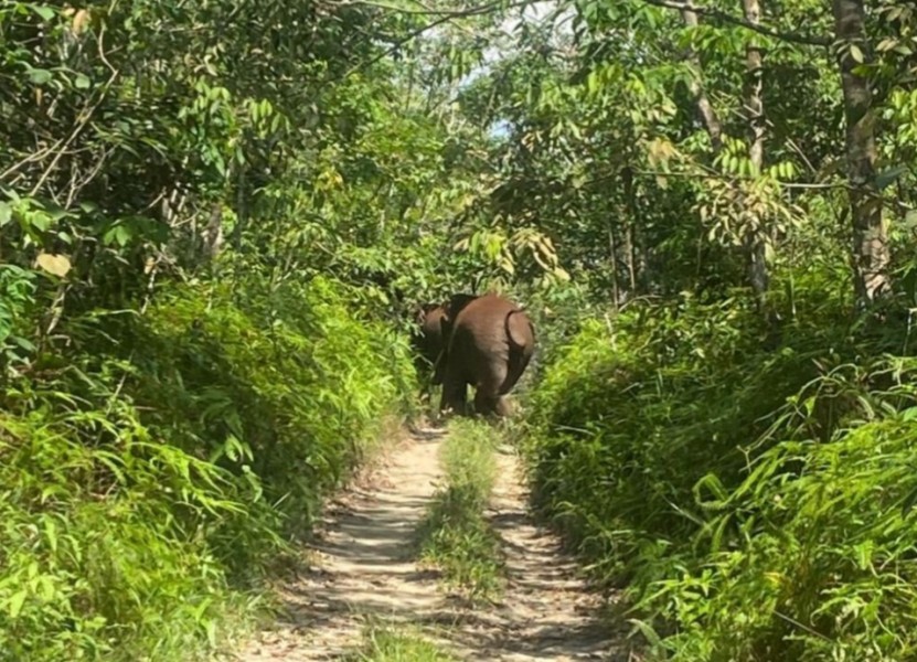 Gajah Liar Masuk Kebun Warga, BBKSDA Riau Turunkan Tim Mitigasi ke Pelalawan