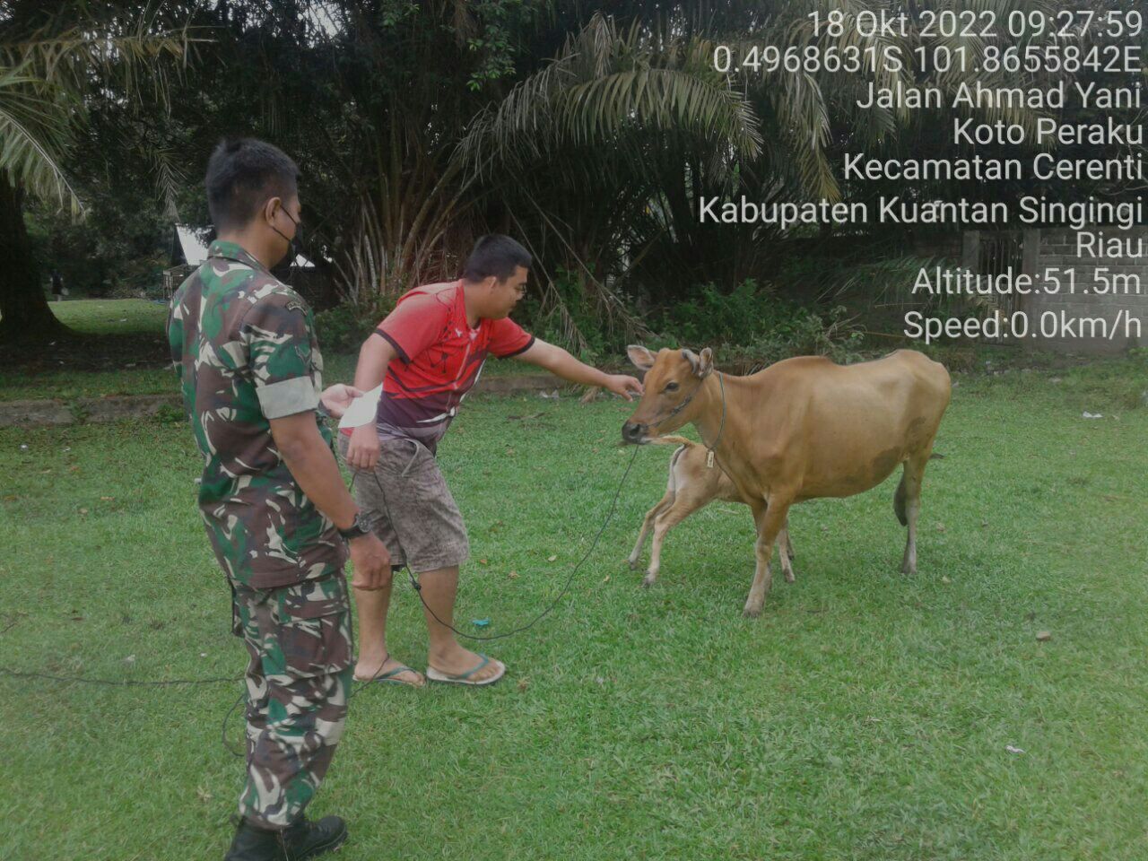 Serda Nasution Babinsa Koramil 06/Cerenti Kodim 0302/Inhu Cek Hewan Ternak Warga Antisipasi Wabah PMK di Wilayah Teritorialnya