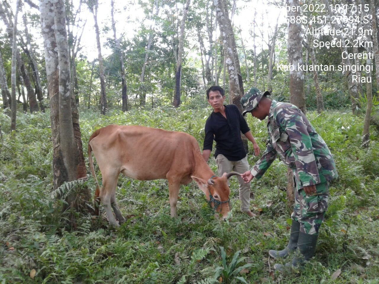 Di Desa Tanjung Medan Kecamatan Cerenti Babinsa Koramil 06/Cerenti Kodim 0302/Inhu Mengantisipasi Penularan Penyakit Mulut Dan Kaki (PMK) Sapi Di Desa Binaan Tanjung Medan