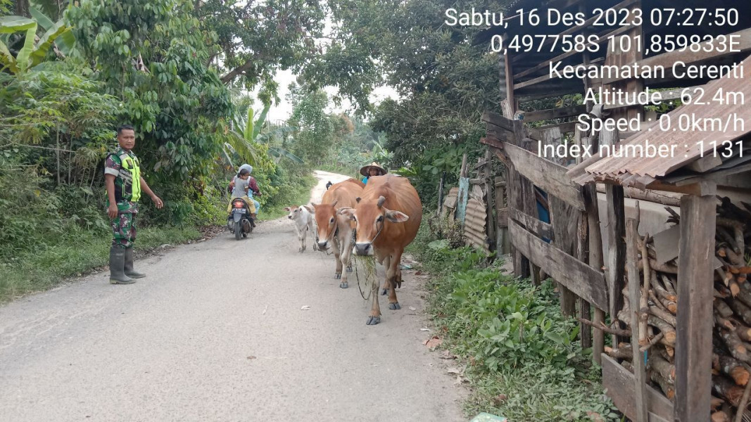 Babinsa Koramil 06/Cerenti Kodim 0302/Inhu Kopda Junedi Cek Ternak Sapi Warga Antisipasi Wabah PMK Didesa Pesikaian Kecamatan Cerenti