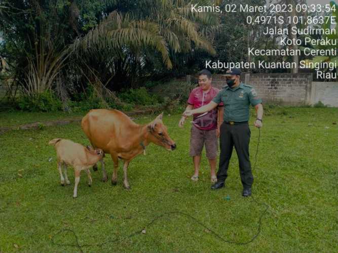Di Kelurahan Koto Peraku Kecamatan Cerenti Anggota Koramil 06/Cerenti Kodim 0302/Inhu Mengantisipasi Penularan Penyakit Mulut Dan Kaki Sapi