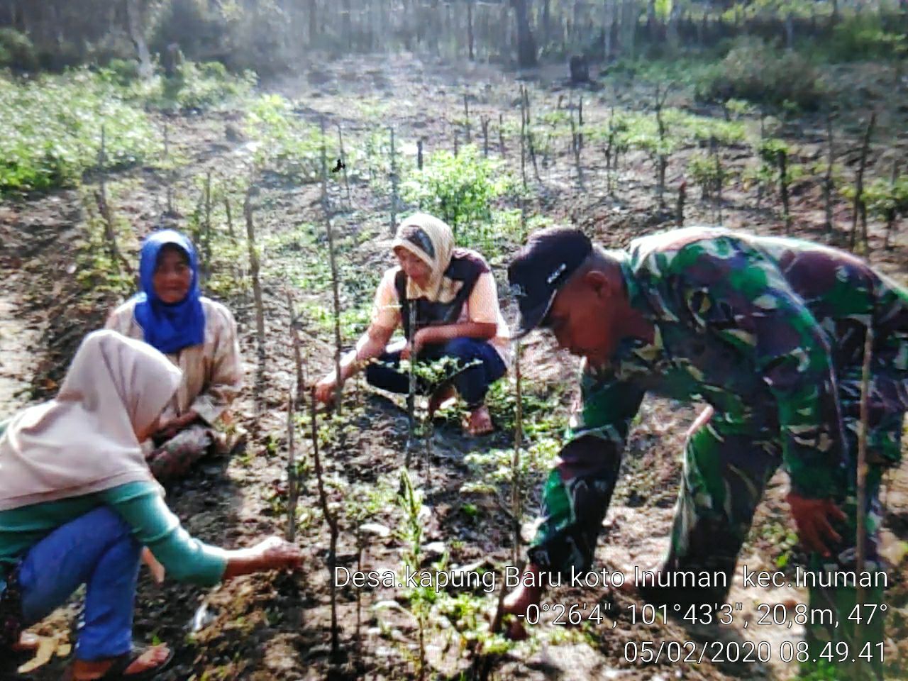 Anggota Koramil 06/Cerenti Dim 0302/Inhu Serda Hendriswan, Membantu Petani Membersihkan Gulma Pada Tanaman Cabe Rawit.