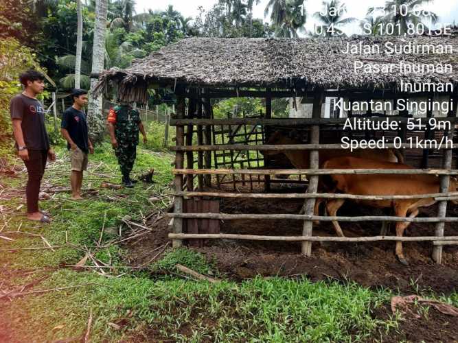 Untuk Antisipasi Wabah PMK Pada Ternak Babinsa Koramil 06/Cerenti Kodim 0302/Inhu Cek Kondisi Hewan Ternak Dan Kandang Sapi Warga Didesa Pasar Inuman