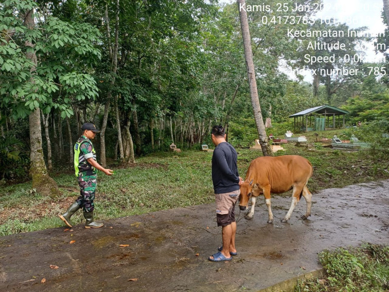 Antisipasi PMK Serka Efison Babinsa Koramil 06/Cerenti Kodim 0302/Inhu Cek Sapi Warga Di Desa Kampung Baru Koto