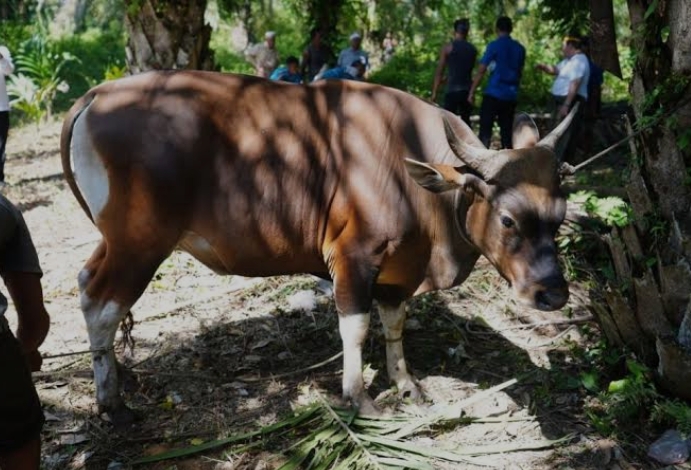 Hewan Kurban Masuk Riau Wajib Sehat, Pemeriksaan Diperketat