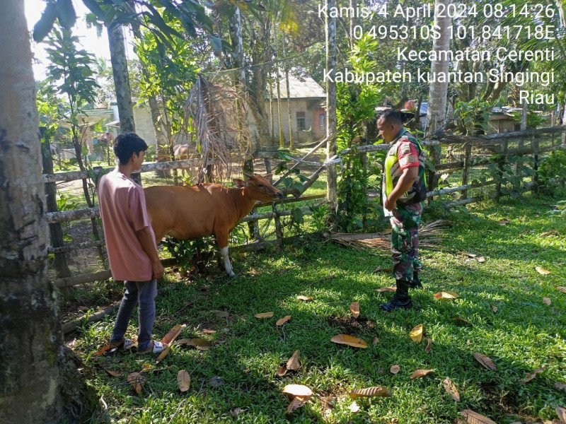 Di Pulau Panjang Cerenti, Babinsa Koramil 06/  Cerenti Kodim  0302/Inhu  Cek Ternak Warga  Antisipasi PMK