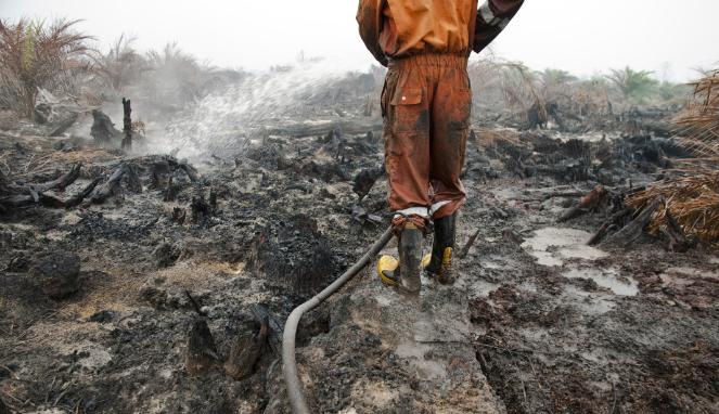 Kebakaran Lahan Gambut di Meranti Capai 310 Hektare