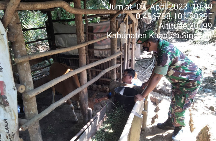 Babinsa Koramil 06/Cerenti Kodim 0302/Inhu,Serda Juanda Cek Warga Yang Memiliki Hewan Ternak Sapi Antisipasi Penularan Penyakit Mulut Dan Kaki (PMK) Sapi
