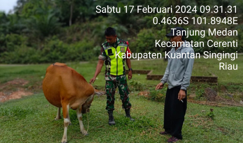 Anggota Koramil 06/Cerenti Kodim 0302/Inhu Selalu Aktif Mengantisipasi Penularan PMK