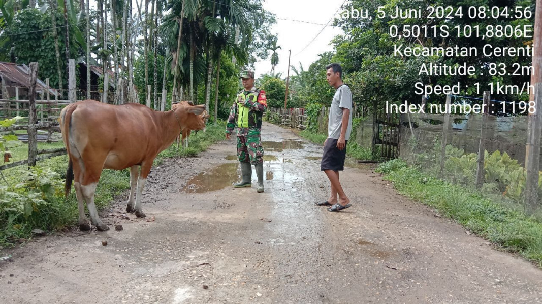Waspada Penyakit PMK,Babinsa Koramil 06/Cerenti Kodim 0302/Inhu Aktif Pantau Hewan Ternak Di Wilayah Binaan