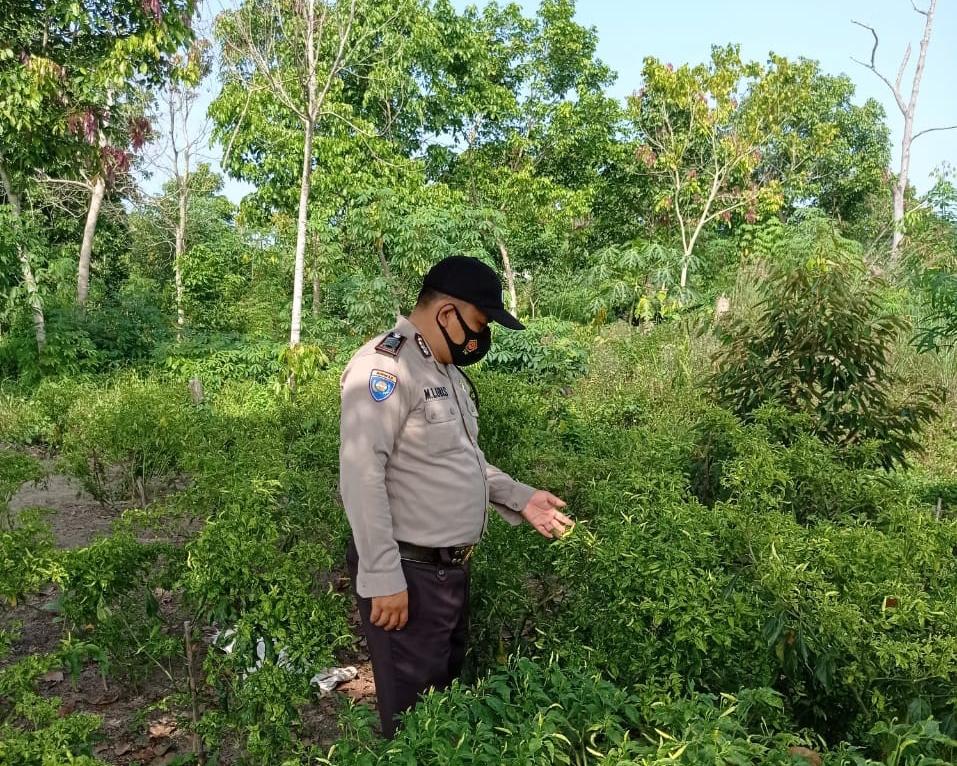 Polsek Langgam Tinjau Lahan Ketahanan Pangan Program Kampung Tangguh