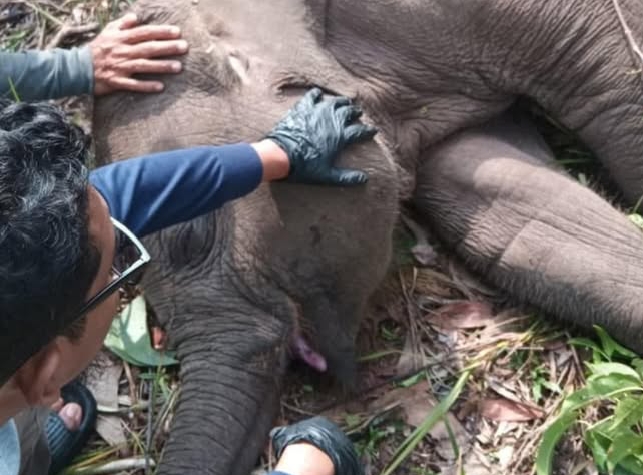 Anak Gajah Tari, Adik Angkat Domang, Mati Mendadak di TNTN Riau