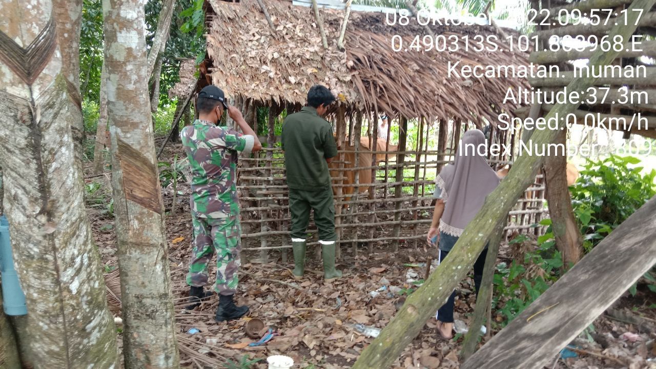 Antisipasi PMK Babinsa Koramil 06/Cerenti Kodim 0302/Inhu Kopda Junedi Cek Sapi Warga Binaan di Pulau Panjang Hulu Kecamatan Inuman