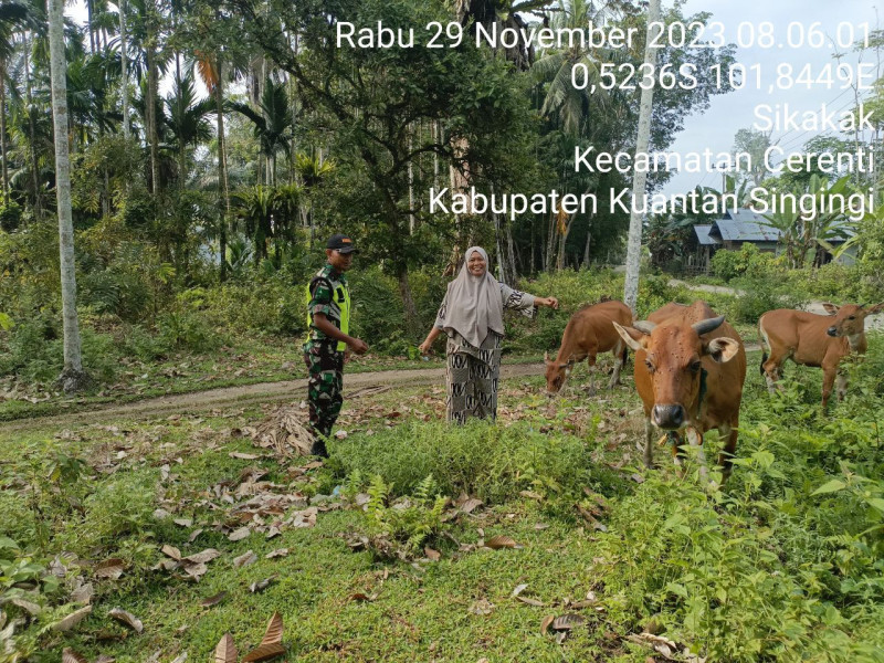 Anggota Koramil 06/Cerenti Kodim 0302/Inhu Antisipasi Penularan PMK Sapi di Desa Sikakak, Kuansing