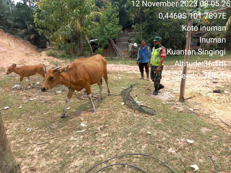 Babinsa Koramil 06/Cerenti Kodim 0302/Inhu Pantau Kesehatan Sapi di Desa Koto Inuman