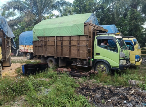 Polda Riau Amankan 4 Truk Bermuatan Kayu Ilegal di Kampar Kiri, Satu Sopir Ditangkap, Empat Kabur