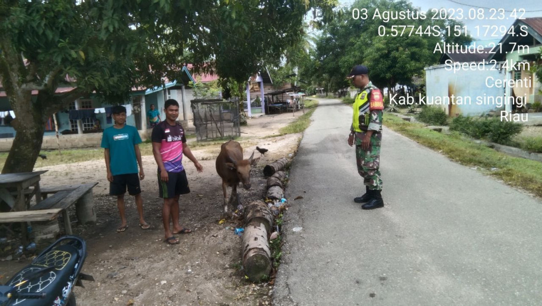 Serda Dumen Siregar Anggota Koramil 06/Cerenti Kodim 0302/Inhu Mengantisipasi Penularan Penyakit Mulut Dan Kaki (PMK) Sapi Di Desa Binaan Tanjung Medan