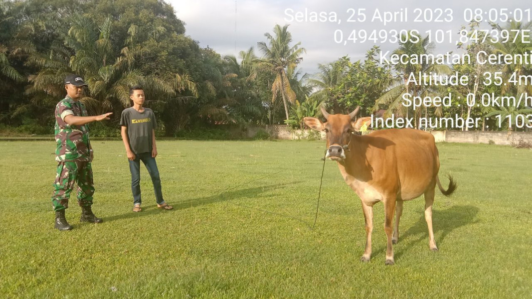 Waspadai PMK Sapi Babinsa Koramil 06/Cerenti Kodim 0302/Inhu Langsung Cek Sapi Warga Desa Pesikaian