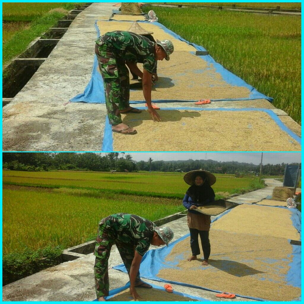 Serda Sadali Bantu Ibu Suya Jemur Padi.