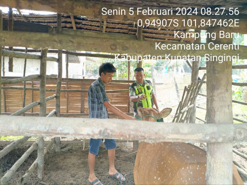 Di Desa Kampung Baru Kecamatan Cerenti Kabupaten Kuansing, Babinsa Koramil 06/  Cerenti Kodim 0302/Inhu  Cek Ternak Warga  Antisipasi PMK