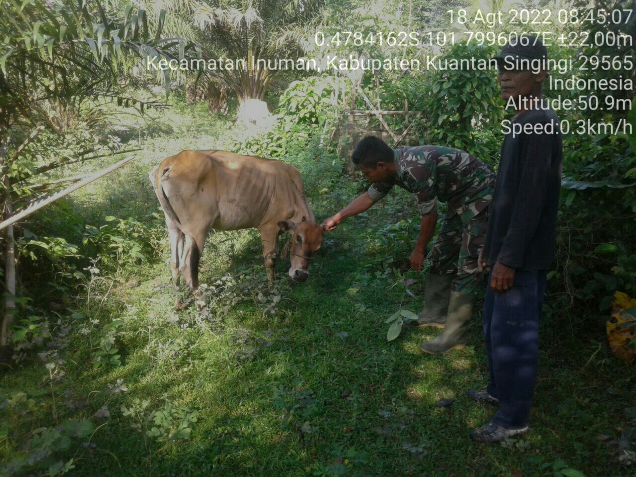 Babinsa Koramil 06/Cerenti Kodim 0302/Inhu Cegah Wabah PMK, Babinsa Cek Kesehatan Ternak Warga di Desa Pulau Busuk