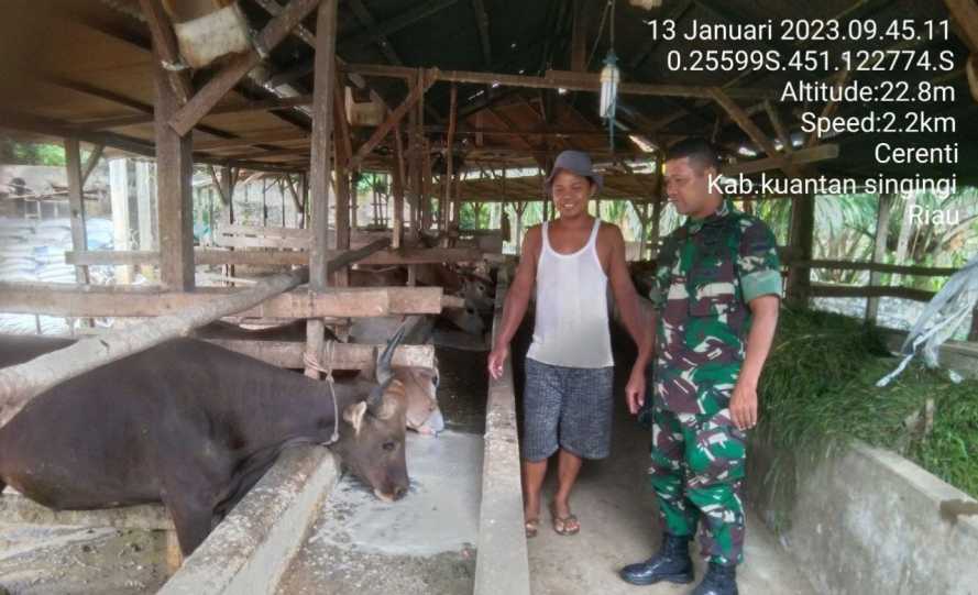 Anggota Koramil 06/Cerenti Kodim 0302/Inhu Mengantisipasi Penularan Penyakit Mulut Dan Kaki (PMK) Sapi Di Desa Binaan Tanjung Medan Kecamatan Cerenti Kabupaten Kuansing