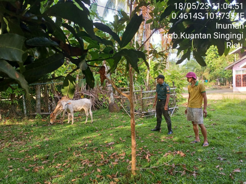 Di Desa Bedeng Sikuran,Sertu Efison Babinsa Koramil 06/Cerenti Kodim 0302/Inhu Mengantisipasi Penularan Penyakit Mulut Dan Kaki (PMK) Sapi