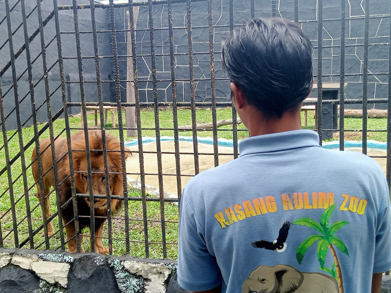 Kasang Kulim Zoo Perkuat Upaya Konservasi dengan Datangkan Singa Afrika Jantan