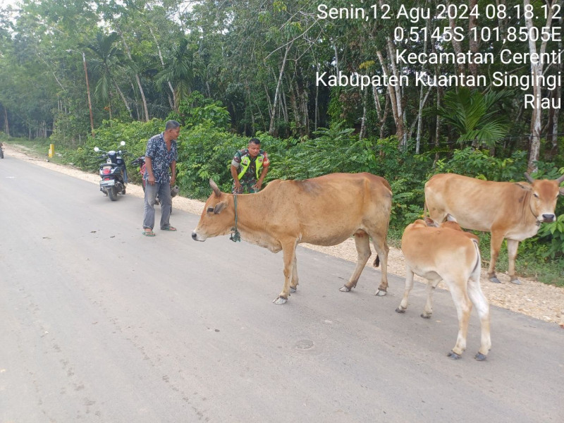 Cegah Penularan PMK Babinsa Koramil 06/Cerenti Kodim 0302/Inhu Cek Hewan Ternak Milik Warga di Desa Sikakak 