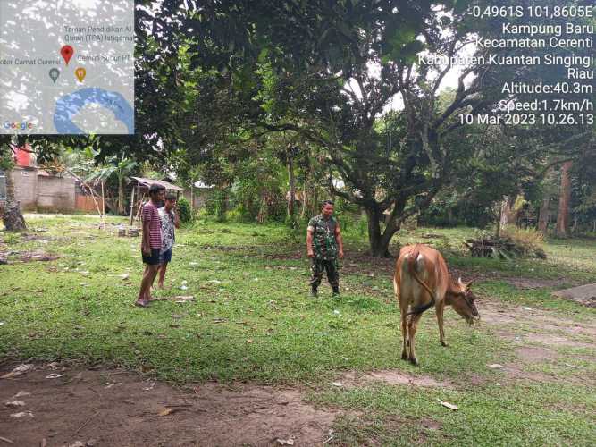 Kopda Irwan Babinsa Koramil 06/Cerenti Kodim 0302/Inhu Desa Kampung Baru Cerenti Pantau Dan Cek Kesehatan Sapi Milik Warga Secara Langsung Terkait Wabah PMK