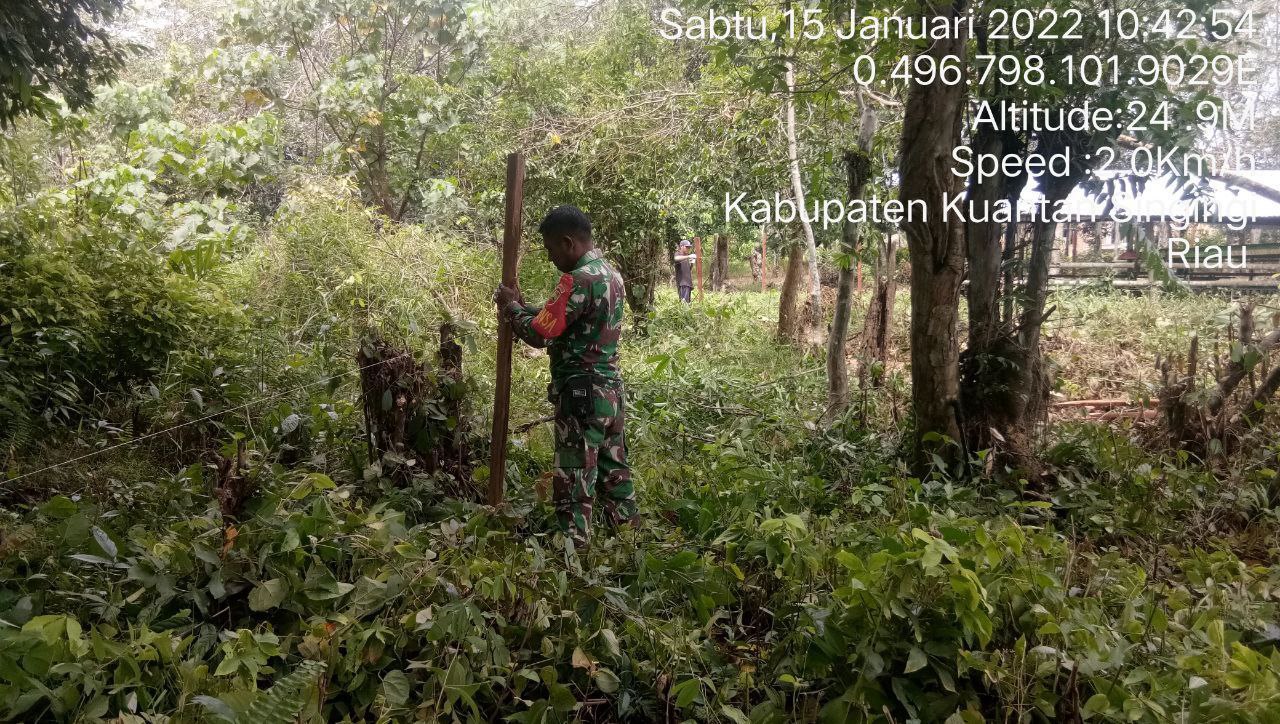 Babinsa Koramil 06/Cerenti Kodim 0302/Inhu Bantu Warga Buat Pagar Kebun di Desa Teluk Pauh