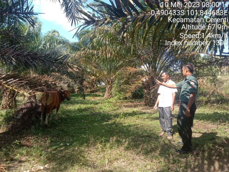 Antisipasi PMK Babinsa Koramil 06/Cerenti Kodim 0302/Inhu, Kopda Junedi Cek Sapi Warga Binaan Didesa Kompe Berangin