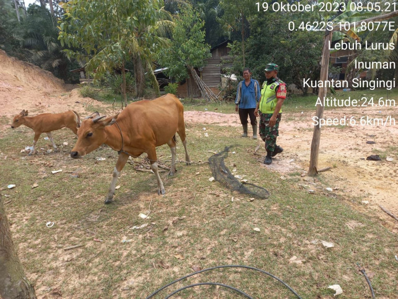 Di Desa Lebuh Lurus Kecamatan Inuman, Kopda Irwan Babinsa Koramil 06/Cerenti Kodim 0302/Inhu Pantau Perkembangan Dan Kondisi Ternak Sapi Warga Dari Bahaya Virus PMK