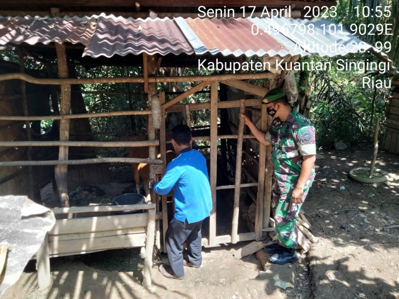 Babinsa Koramil 06/Cerenti Kodim 0302/inhu Cek Sapi Warga Binaan Untuk Mengantisipasi Penularan Penyakit Mulut Dan Kaki (PMK) Sapi