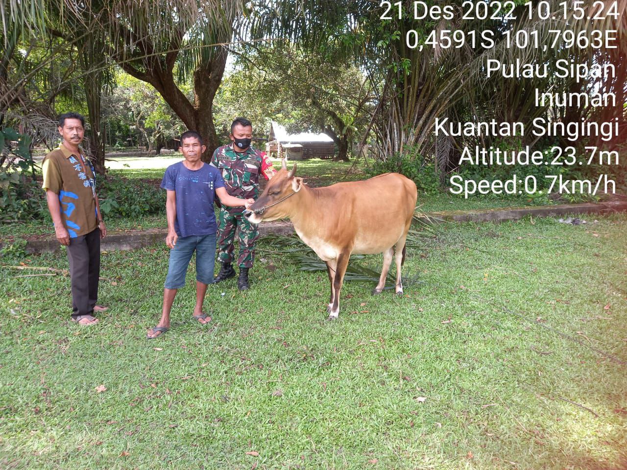 Antisipasi Wabah PMK Pada Hewan Ternak, Anggota Koramil 06/Cerenti Dim 0302/Inhu Kopda Irwan Cek Sapi Warga Binaan