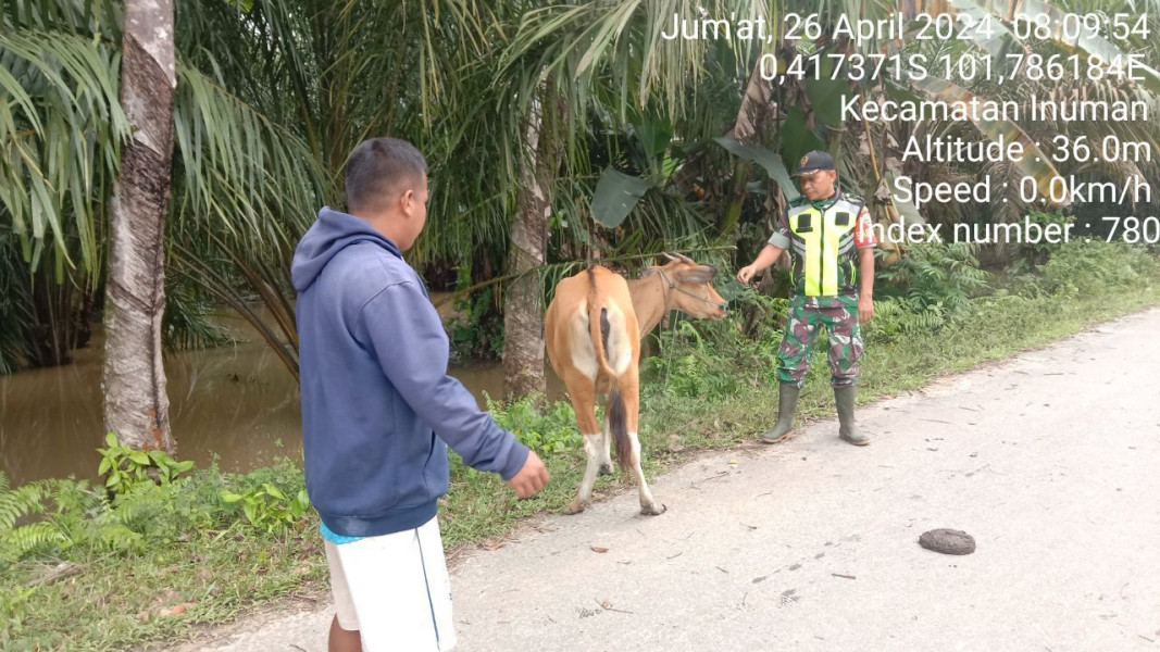 Antisipasi PMK Praka Fardan Sinaga Babinsa Koramil 06/Cerenti Kodim 0302/Inhu Cek Sapi Warga di Pasar Inuman 