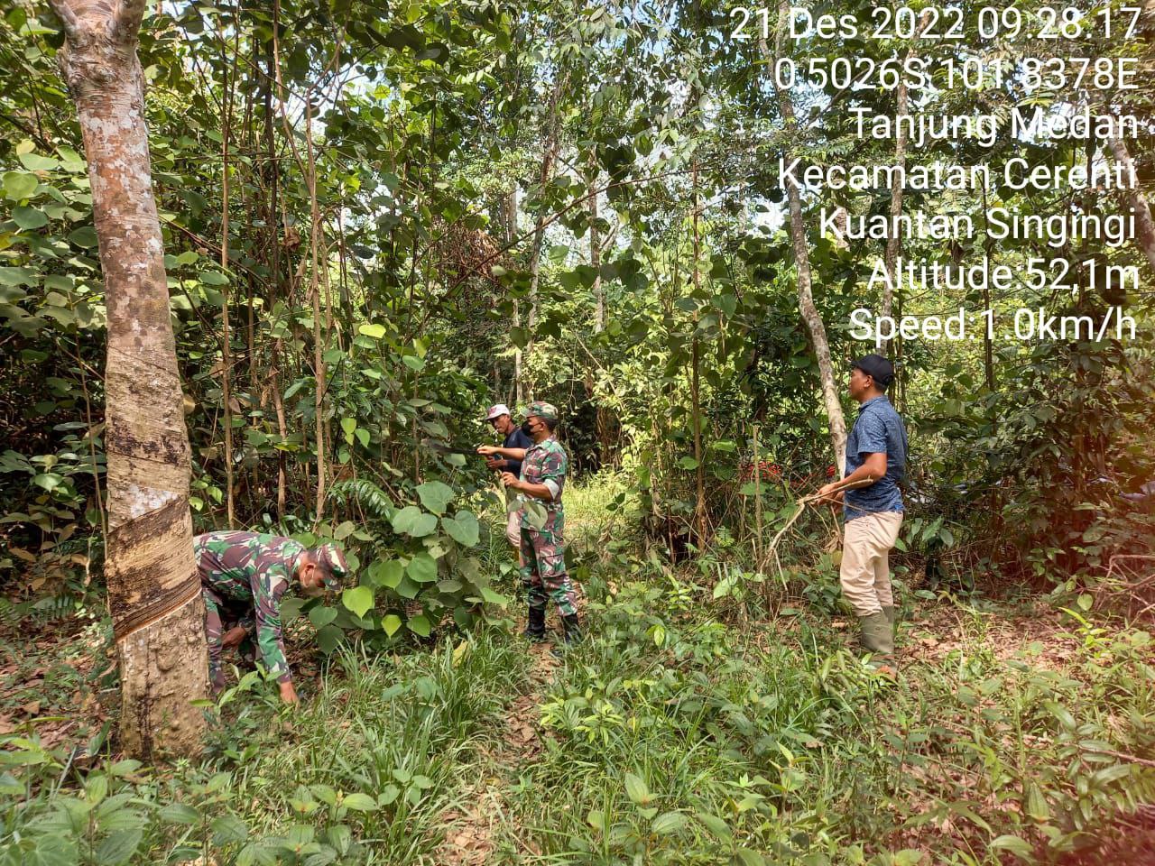 Cegah Bahaya Kebakaran Hutan, Babinsa Koramil 06/Cerenti Dim 0302/Inhu Sertu Heriyus Lakukan  Patroli Karhutla Bersama Warga