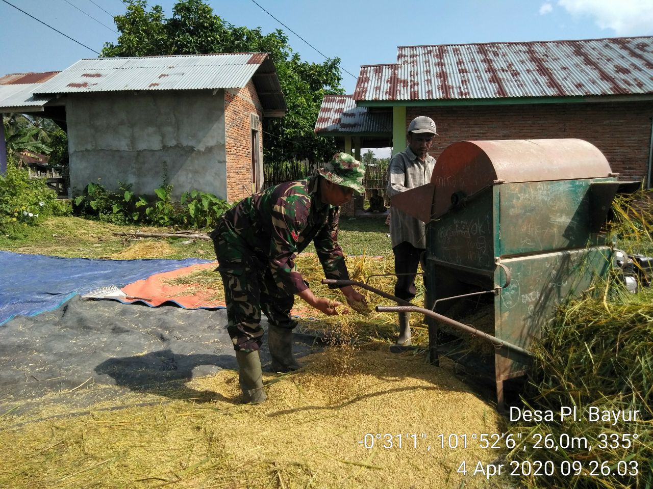 Bentuk Kemanunggalan TNI, Babinsa Koramil 06/Cerenti Dim 0302/Inhu Koptu Juanda Bantu Petani Perontokan Padi Di Desa Pulau Bayur.