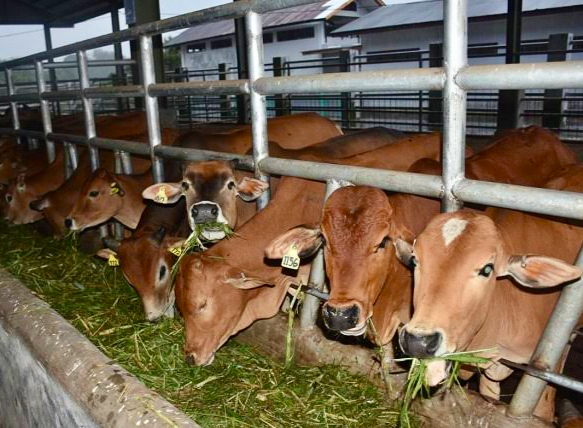 Distankan Pekanbaru Pastikan Hewan Kurban Sehat dan Sah Sesuai Syariat