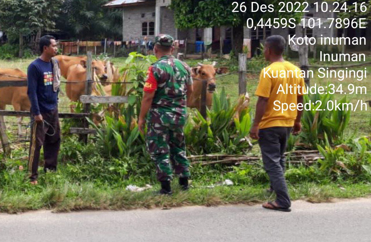 Untuk Mengetahui Perkembangan PMK Pada Ternak Babinsa Koramil 06/Cerenti Dim 0302/Inhu Mengunjungi Sejumlah Peternak