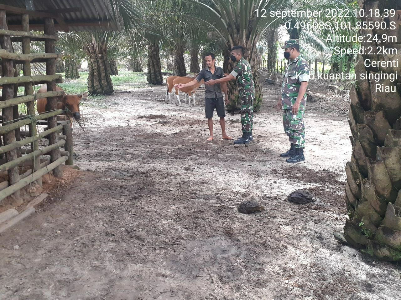 Babinsa Koramil 06/Cerenti Kodim 0302/Inhu Mengantisipasi Penularan Penyakit Mulut Dan Kaki (PMK) Sapi di Desa Pesikaian Kecamatan Cerenti