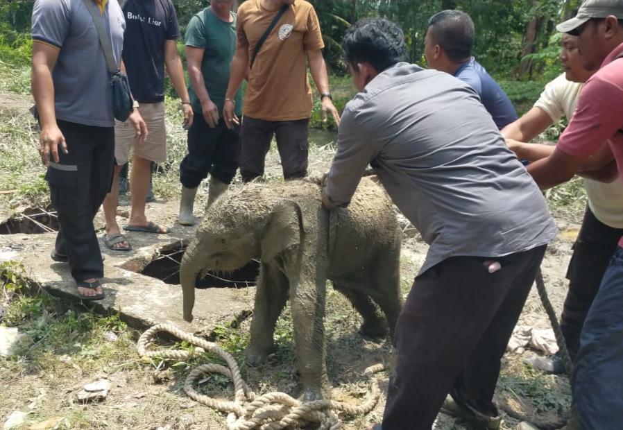 Mess Karyawan Porak-Poranda, Anak Gajah Ditemukan Terjebak di Septic Tank