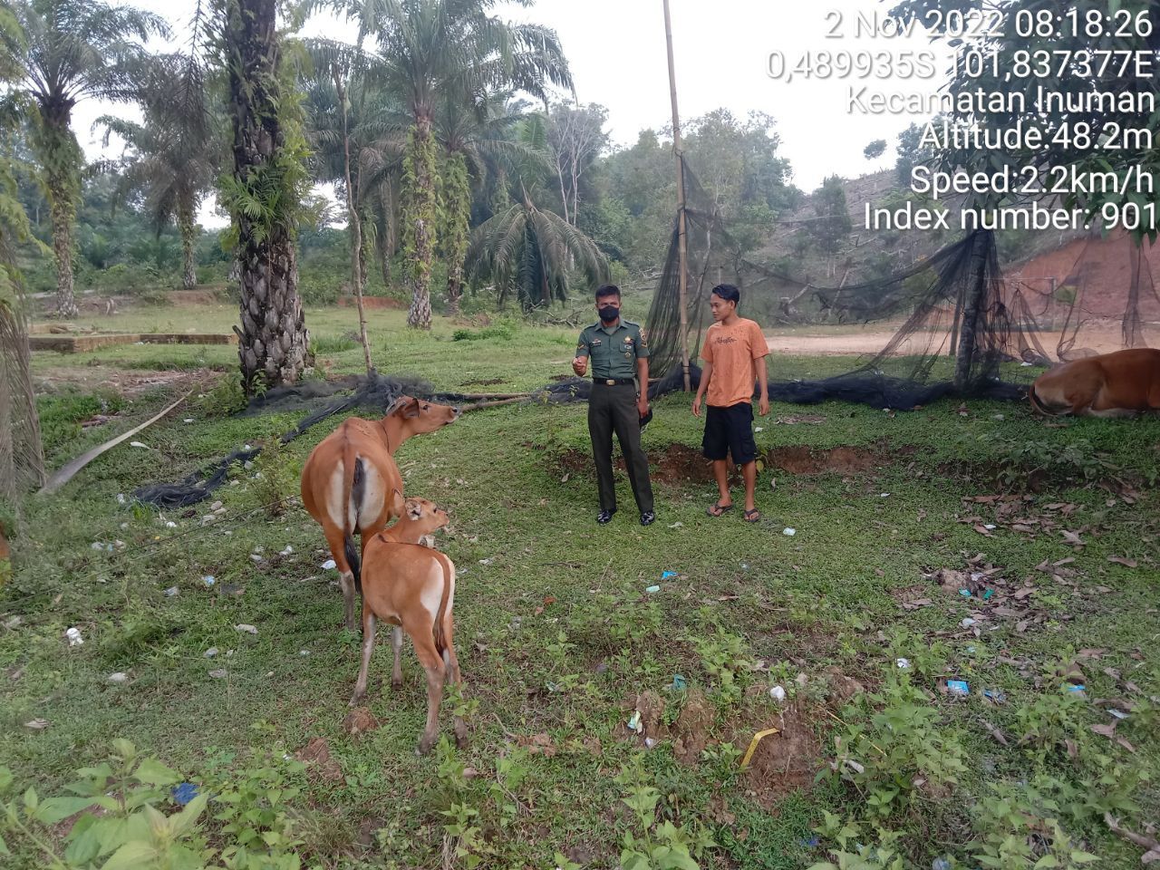 Antisipasi PMK Babinsa Koramil 06/Cerenti Kodim 0302/Inhu, di Desa Bedeng Sikuran Kecamatan Inuman Cek Sapi Warga Binaan